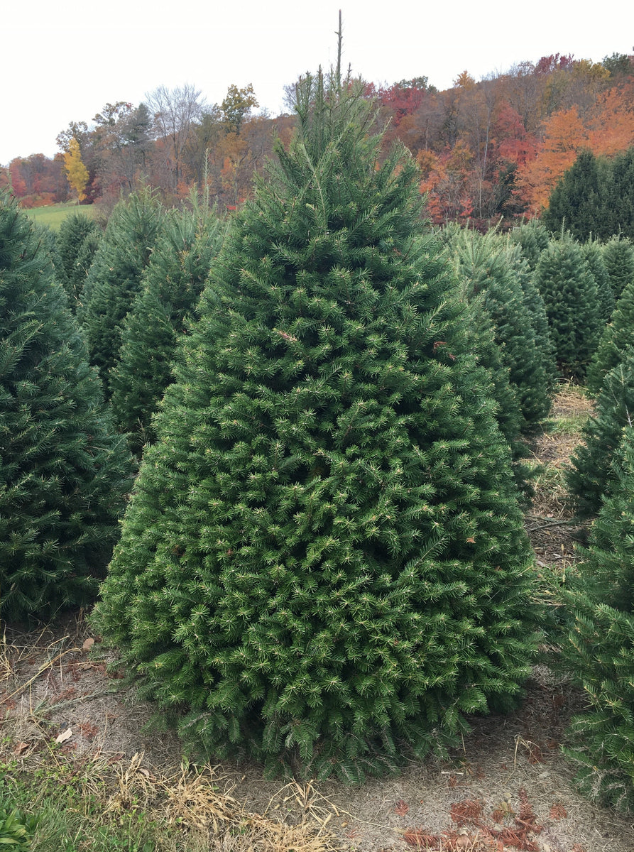 Douglas Fir Christmas Tree Delivery in Greater Philadelphia The