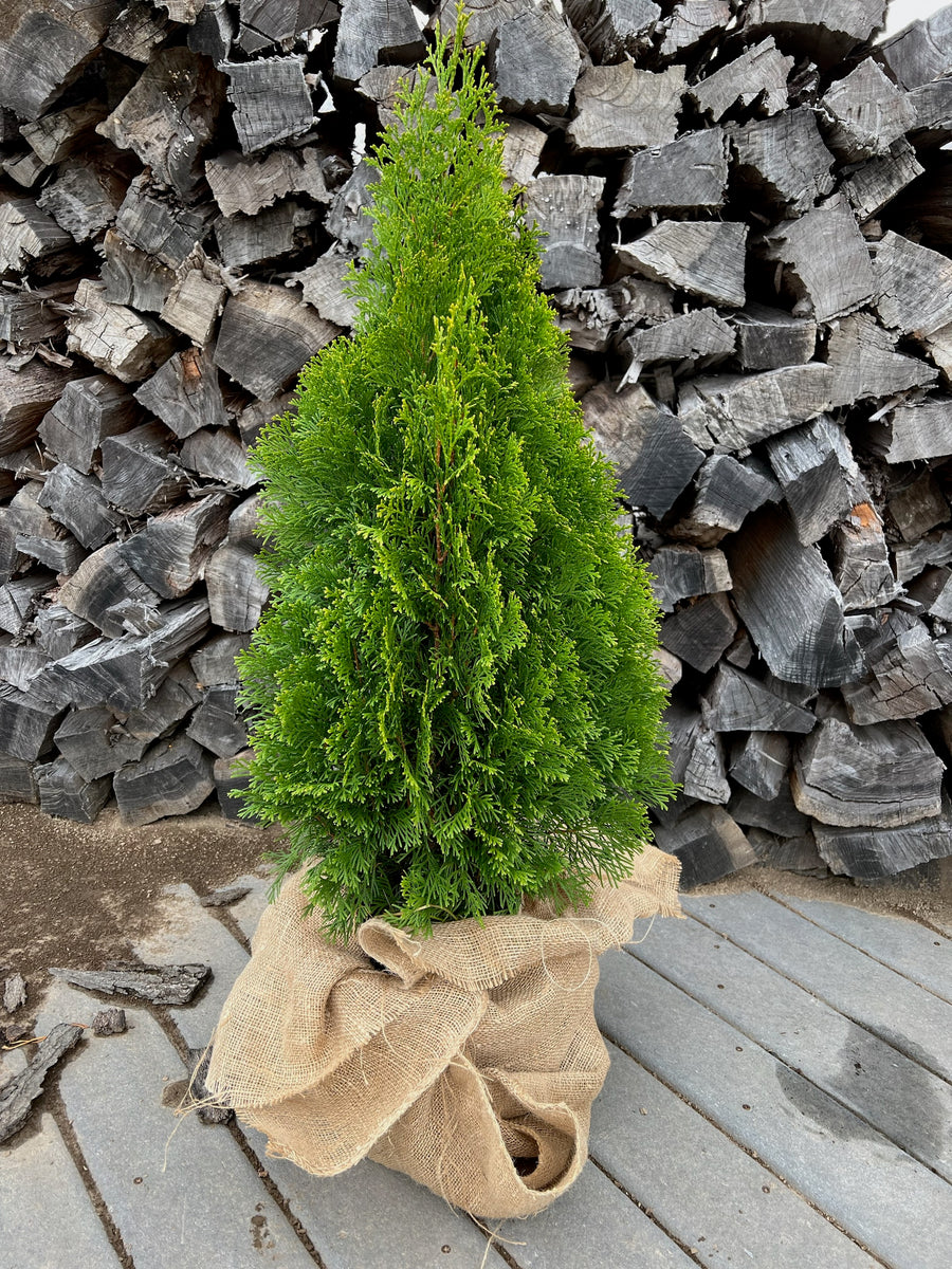 evergreen様 Evergreen | Evans Nursery