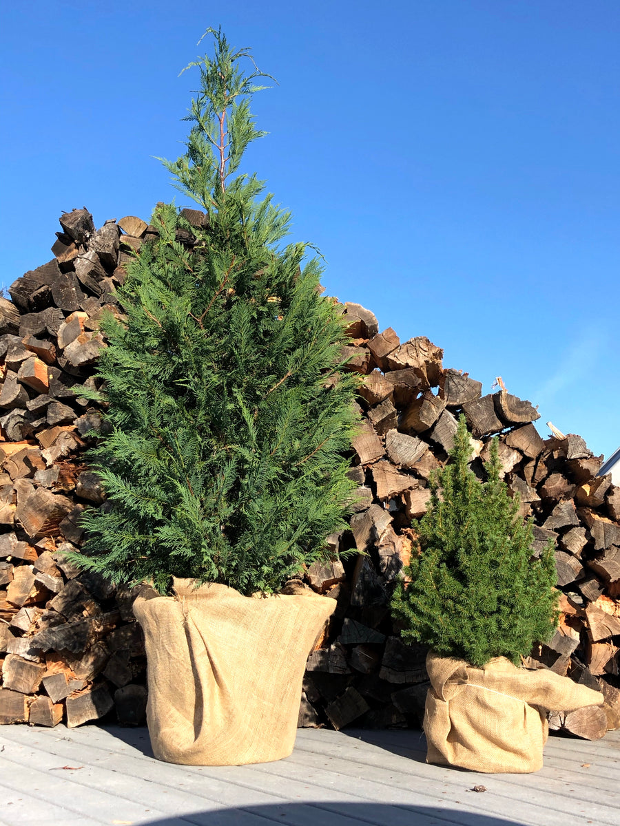Living Christmas Trees (Rent or Adopt) The Christmas Tree Stand Living Christmas Tree Delivery