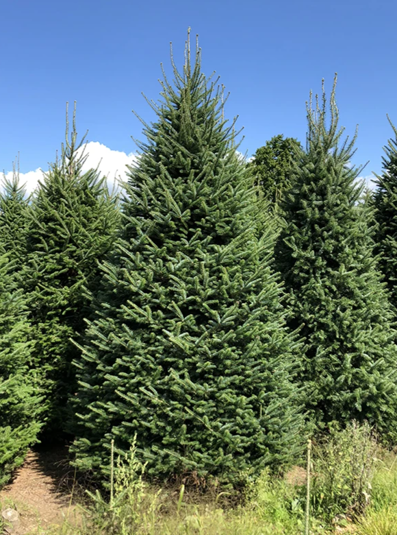 Fraser Fir Christmas Tree Delivery
